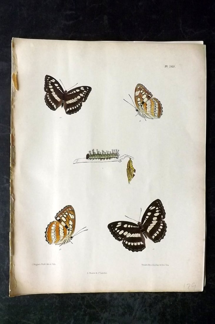 Moore, Frederic 1890's Rare Hand Col India Butterfly Print 260: Hand Colored Lithograph Published 1890-1913, London for "Lepidoptera Indica" by Frederic Moore. Fine hand colour heightened with Gum Arabic. Paper Size: 11.5 x 8.5 inch (29 x 22cm) Good Condition