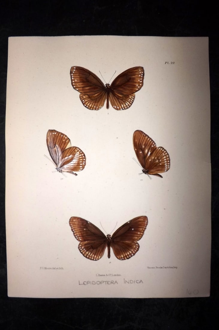 Moore, Frederic 1890's Rare Hand Col India Butterfly Print 29: Hand Colored Lithograph Published 1890-1913, London for "Lepidoptera Indica" by Frederic Moore. Fine hand colour heightened with Gum Arabic. Paper Size: 11.5 x 8.5 inch (29 x 22cm) Very minor backgrou