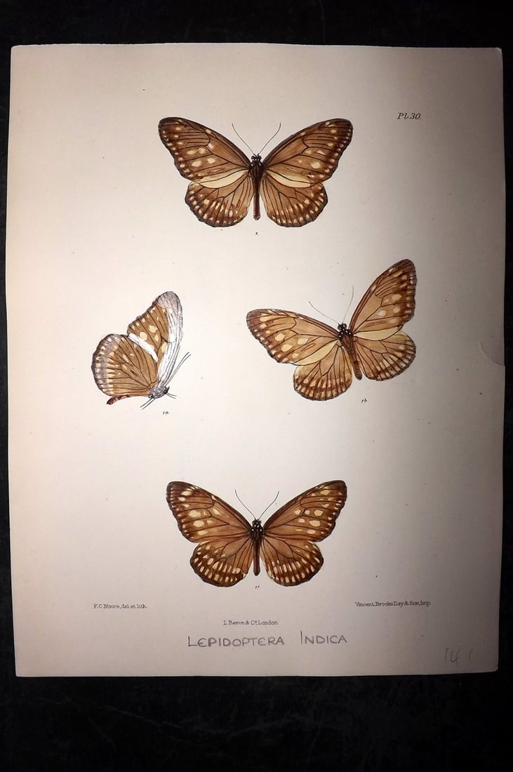 Moore, Frederic 1890's Rare Hand Col India Butterfly Print 30: Hand Colored Lithograph Published 1890-1913, London for "Lepidoptera Indica" by Frederic Moore. Fine hand colour heightened with Gum Arabic. Paper Size: 11.5 x 8.5 inch (29 x 22cm) Tiny right margin t