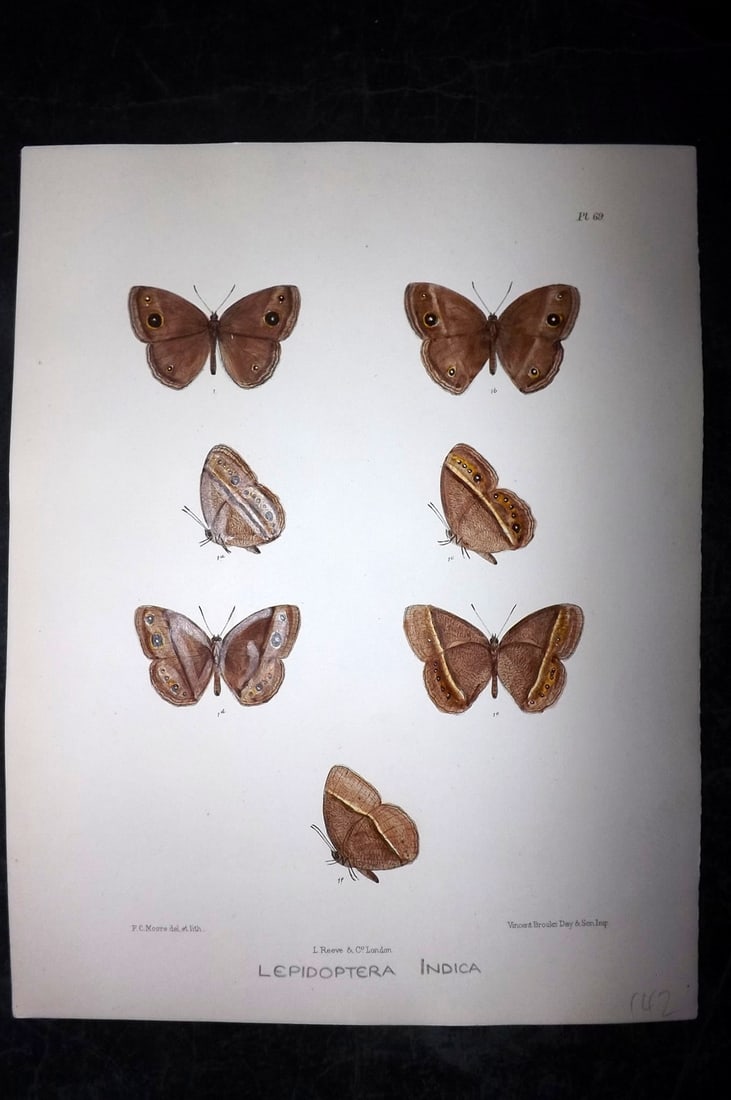 Moore, Frederic 1890's Rare Hand Col India Butterfly Print 69: Hand Colored Lithograph Published 1890-1913, London for "Lepidoptera Indica" by Frederic Moore. Fine hand colour heightened with Gum Arabic. Paper Size: 11.5 x 8.5 inch (29 x 22cm) Good Condition