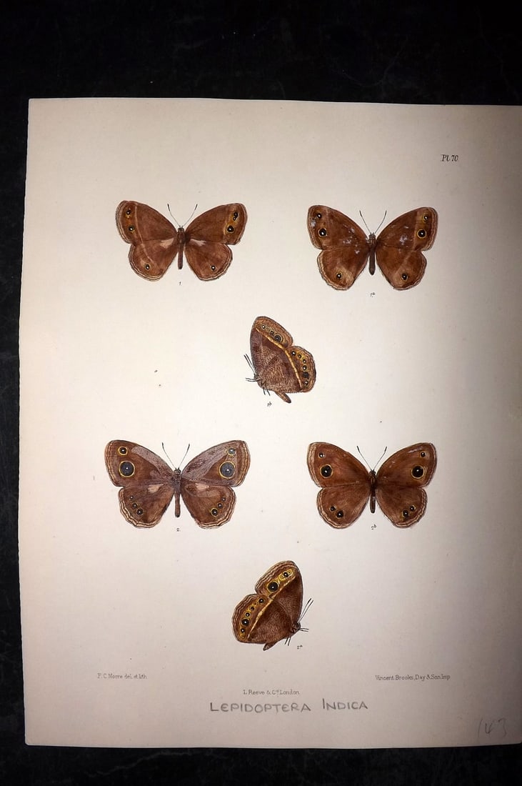 Moore, Frederic 1890's Rare Hand Col India Butterfly Print 70: Hand Colored Lithograph Published 1890-1913, London for "Lepidoptera Indica" by Frederic Moore. Fine hand colour heightened with Gum Arabic. Paper Size: 11.5 x 8.5 inch (29 x 22cm) Good Condition