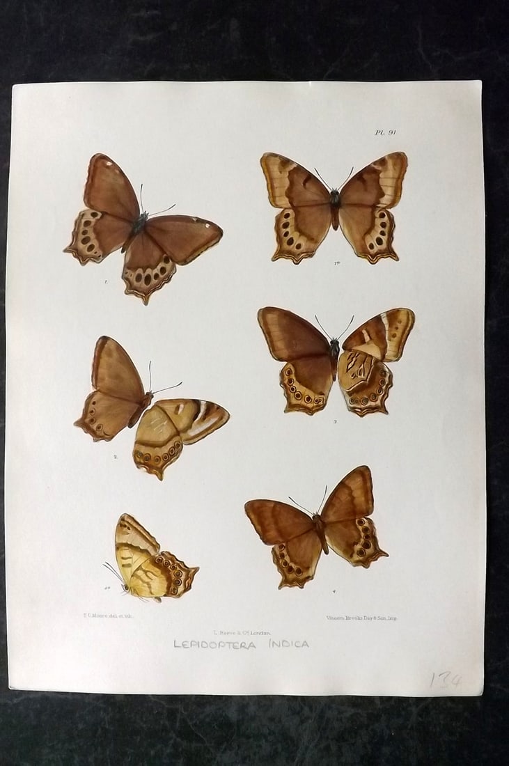 Moore, Frederic 1890's Rare Hand Col India Butterfly Print 91 (1 of 1)