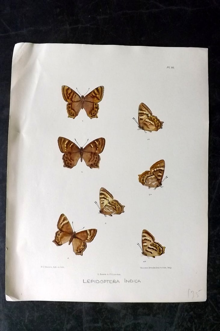 Moore, Frederic 1890's Rare Hand Col India Butterfly Print 92: Hand Colored Lithograph Published 1890-1913, London for "Lepidoptera Indica" by Frederic Moore. Fine hand colour heightened with Gum Arabic. Paper Size: 11.5 x 8.5 inch (29 x 22cm) Good Condition