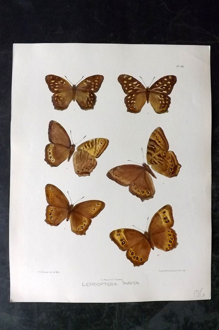 Moore, Frederic 1890's Rare Hand Col India Butterfly Print 94: Hand Colored Lithograph Published 1890-1913, London for "Lepidoptera Indica" by Frederic Moore. Fine hand colour heightened with Gum Arabic. Paper Size: 11.5 x 8.5 inch (29 x 22cm) Good Condition