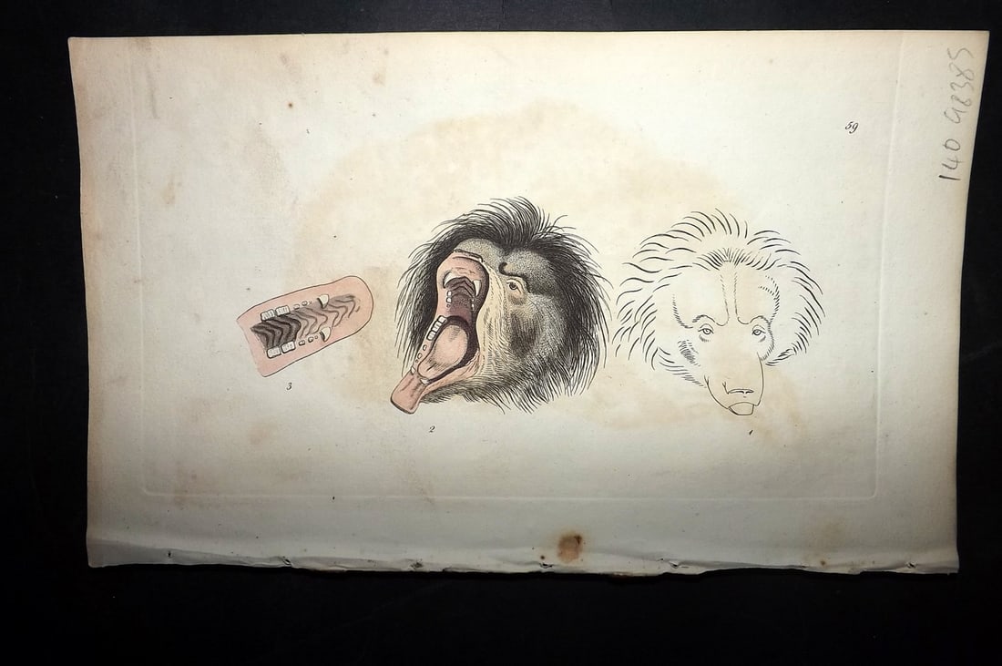 Shaw & Nodder 1789 Hand Col Print. Head of Ursiform Sloth 59: Hand Colored Copper Plate Published 1789-1813, London for "The Naturalist's Miscellany: or Coloured Figures of Natural Objects" by George Shaw and Frederick Nodder. Lacking accompanying descriptive te