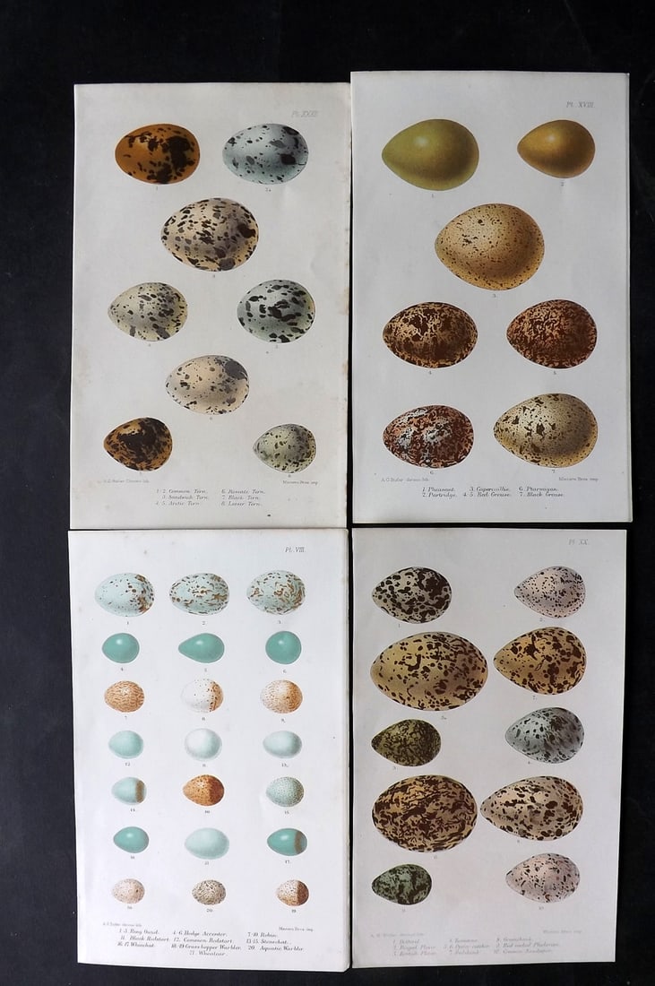 Butler, Arthur 1886 Lot of 4 Antique Bird Egg Prints (1 of 2)