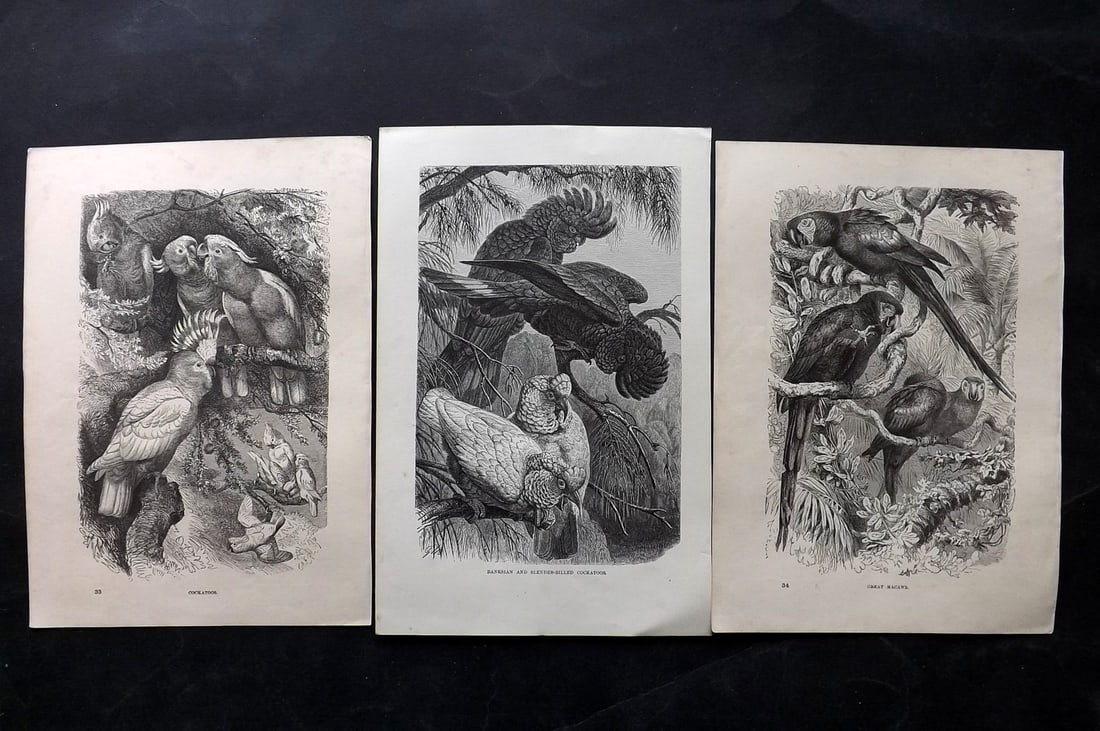Lydekker, Richard 1896 Lot of 3 Bird Prints. Australia Cockatoos & Macaws: Wood Engravings (Reverse side blank) Published 1894-96, London for "The Royal Natural History" by Richard Lydekker. Illustrated by Smit, Keulemans, Wolf and others. Paper Size: 10 x 6.5 inch (25 x 16.