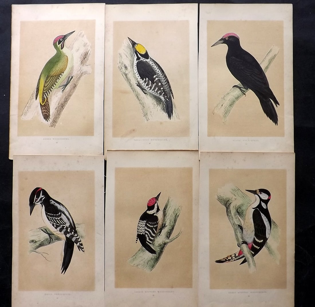 Morris, Francis 1851 Lot of 6 Hand Col Bird Prints. Woodpeckers, 1st Ed. (1 of 2)
