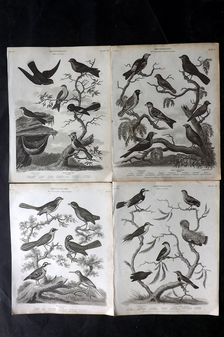 Rees, Abraham 1820 Lot of 4 Antique Bird Prints (1 of 2)