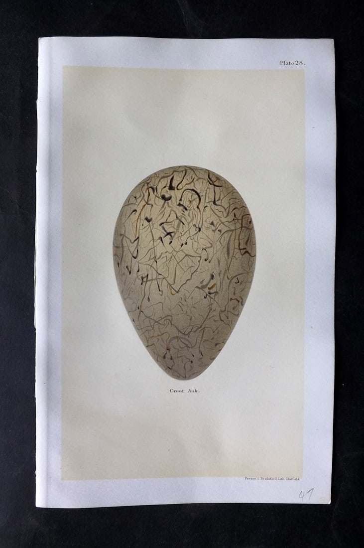 Seebohm, Henry 1896 Bird Egg Print. Extinct Great Auk: Chromolithographs Published 1896 by Pawson and Brailsford, Sheffield for "Coloured Figures of the Eggs of British Birds" By Henry Seebohm. Paper Size: 9.75 x 6 inch (25 x 16cm) Good Condition