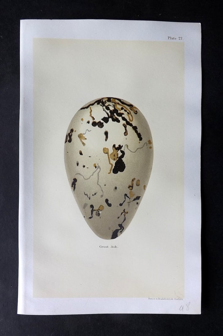 Seebohm, Henry 1896 Bird Egg Print. Extinct Great Auk: Chromolithographs Published 1896 by Pawson and Brailsford, Sheffield for "Coloured Figures of the Eggs of British Birds" By Henry Seebohm. Paper Size: 9.75 x 6 inch (25 x 16cm) Good Condition