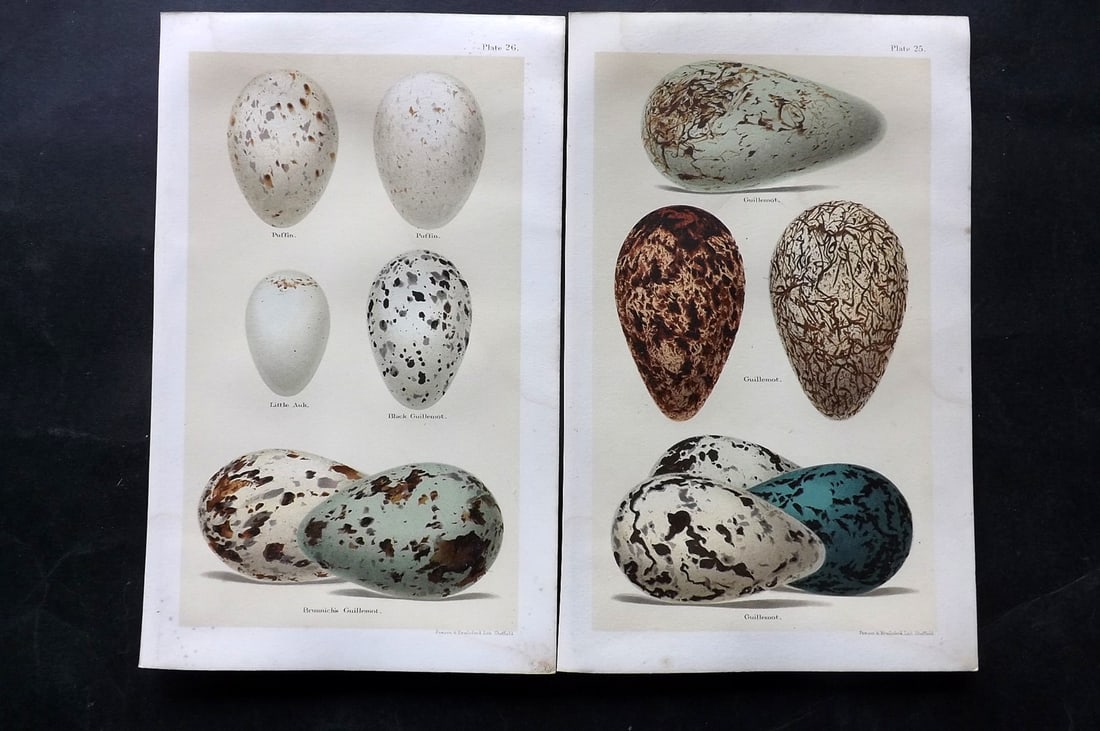 Seebohm, Henry 1896 Pair of Bird Egg Prints. Guillemots: Chromolithographs Published 1896 by Pawson and Brailsford, Sheffield for "Coloured Figures of the Eggs of British Birds" By Henry Seebohm. Paper Size: 9.75 x 6 inch (25 x 16cm) Very Light water staini