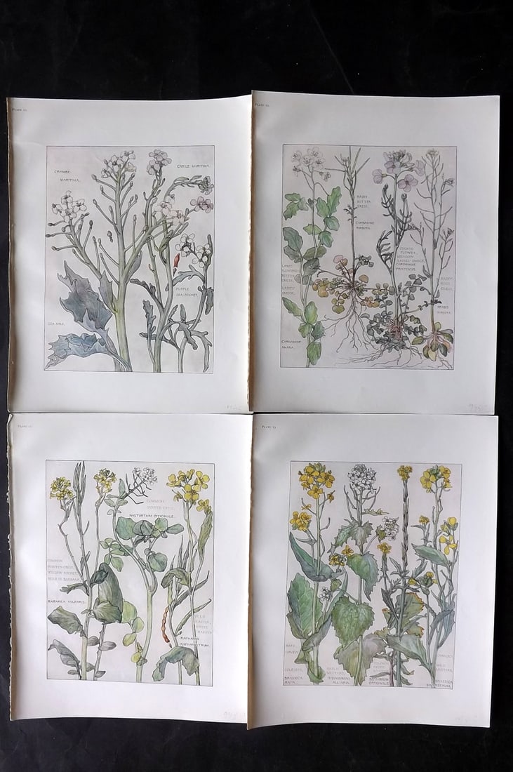 Adams, Isabel 1907 Lot of 4 Antique Botanical Prints: Offset Lithographs Published 1907-10, London for "Wild Flowers of British Isles" by Harriet Isabel Adams. Scarce. Paper Size: 11 x 8.5 inch (28 x 22cm) Good Condition