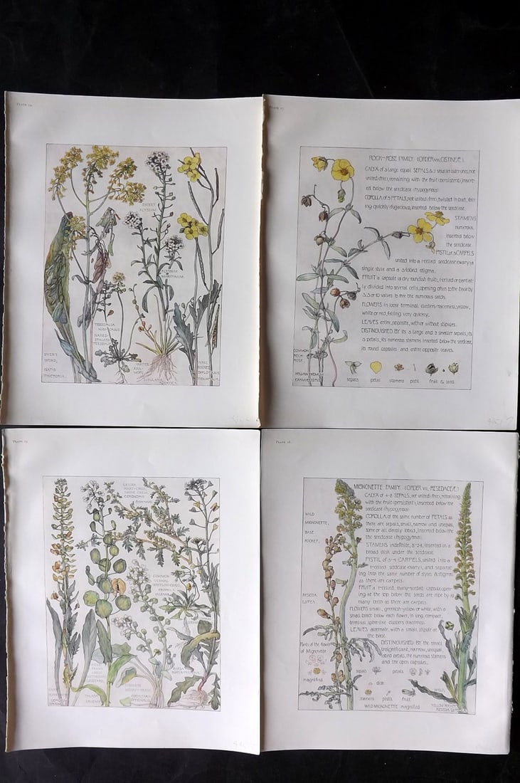 Adams, Isabel 1907 Lot of 4 Antique Botanical Prints: Offset Lithographs Published 1907-10, London for "Wild Flowers of British Isles" by Harriet Isabel Adams. Scarce. Paper Size: 11 x 8.5 inch (28 x 22cm) Good Condition