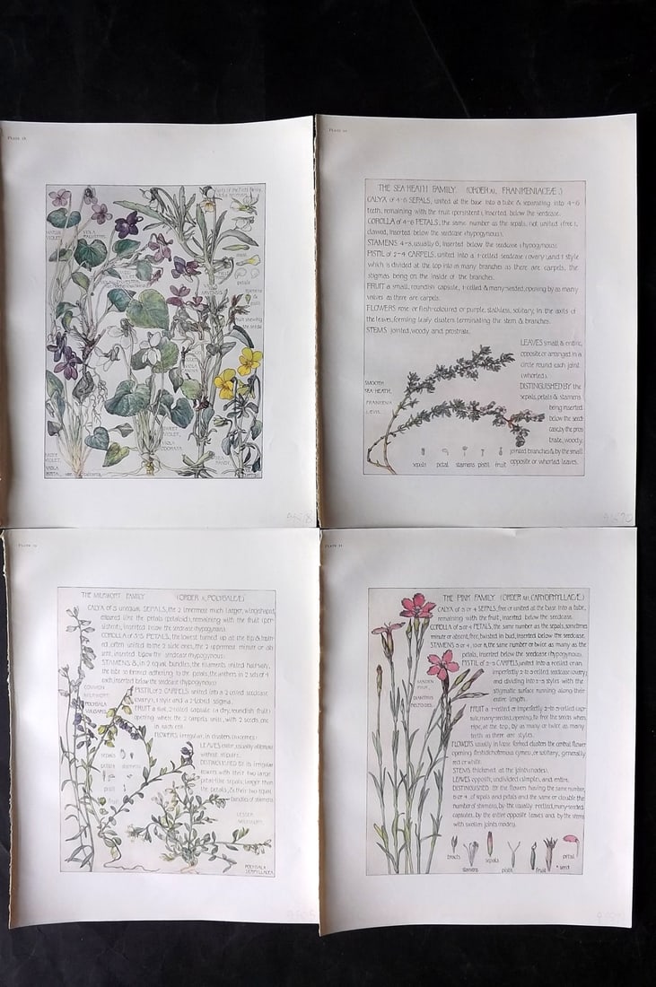 Adams, Isabel 1907 Lot of 4 Antique Botanical Prints: Offset Lithographs Published 1907-10, London for "Wild Flowers of British Isles" by Harriet Isabel Adams. Scarce. Paper Size: 11 x 8.5 inch (28 x 22cm) Good Condition