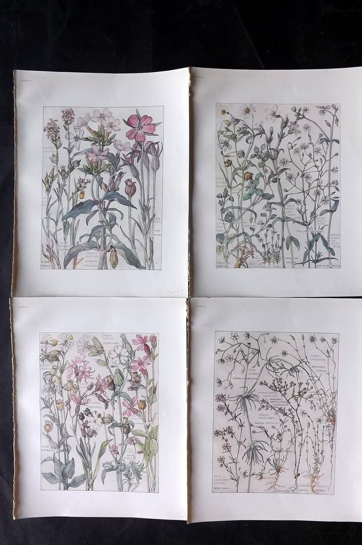 Adams, Isabel 1907 Lot of 4 Antique Botanical Prints: Offset Lithographs Published 1907-10, London for "Wild Flowers of British Isles" by Harriet Isabel Adams. Scarce. Paper Size: 11 x 8.5 inch (28 x 22cm) Good Condition