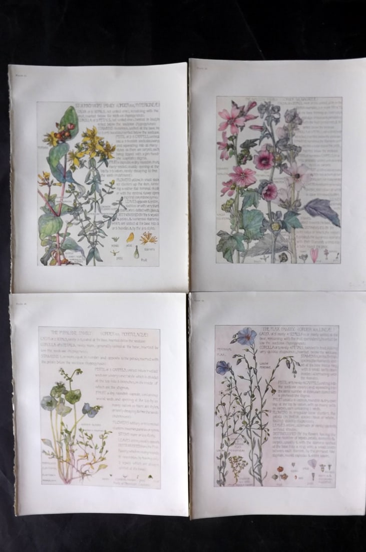 Adams, Isabel 1907 Lot of 4 Antique Botanical Prints: Offset Lithographs Published 1907-10, London for "Wild Flowers of British Isles" by Harriet Isabel Adams. Scarce. Paper Size: 11 x 8.5 inch (28 x 22cm) Good Condition