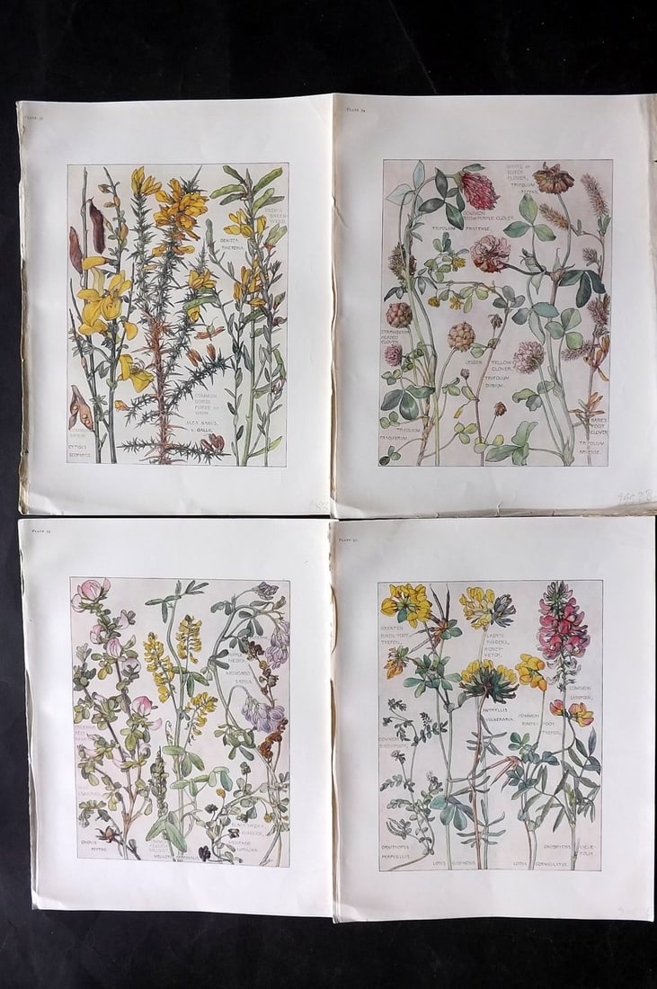 Adams, Isabel 1907 Lot of 4 Antique Botanical Prints: Offset Lithographs Published 1907-10, London for "Wild Flowers of British Isles" by Harriet Isabel Adams. Scarce. Paper Size: 11 x 8.5 inch (28 x 22cm) Good Condition