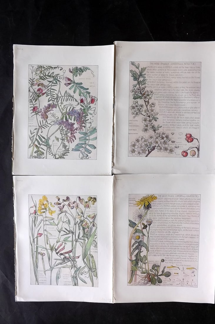 Adams, Isabel 1907 Lot of 4 Antique Botanical Prints: Offset Lithographs Published 1907-10, London for "Wild Flowers of British Isles" by Harriet Isabel Adams. Scarce. Paper Size: 11 x 8.5 inch (28 x 22cm) Good Condition