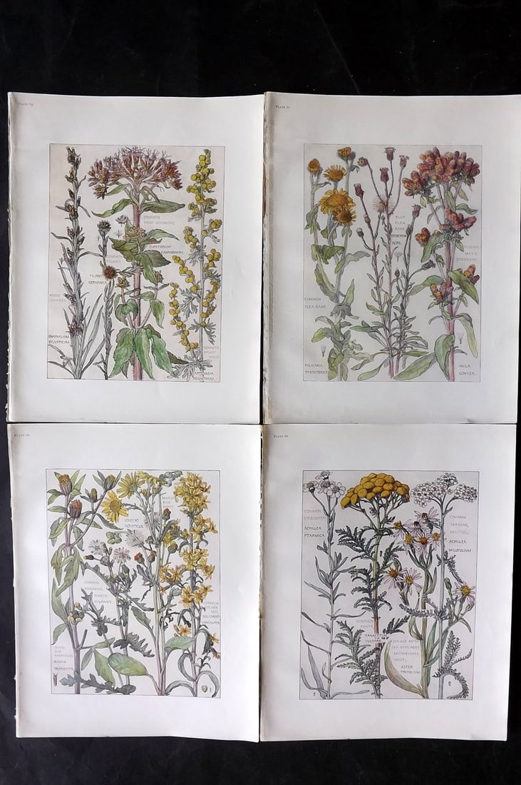 Adams, Isabel 1907 Lot of 4 Antique Botanical Prints: Offset Lithographs Published 1907-10, London for "Wild Flowers of British Isles" by Harriet Isabel Adams. Scarce. Paper Size: 11 x 8.5 inch (28 x 22cm) Good Condition