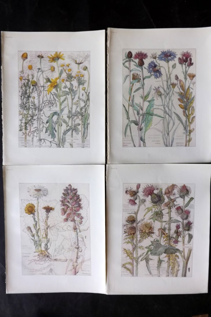 Adams, Isabel 1907 Lot of 4 Antique Botanical Prints: Offset Lithographs Published 1907-10, London for "Wild Flowers of British Isles" by Harriet Isabel Adams. Scarce. Paper Size: 11 x 8.5 inch (28 x 22cm) Good Condition