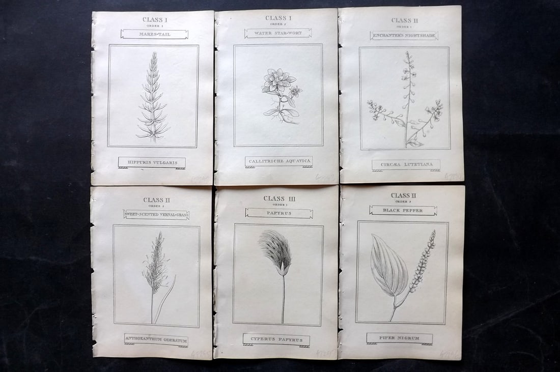 Duppa, Richard 1809 Lot of 6 Antique Botanical Prints (1 of 2)