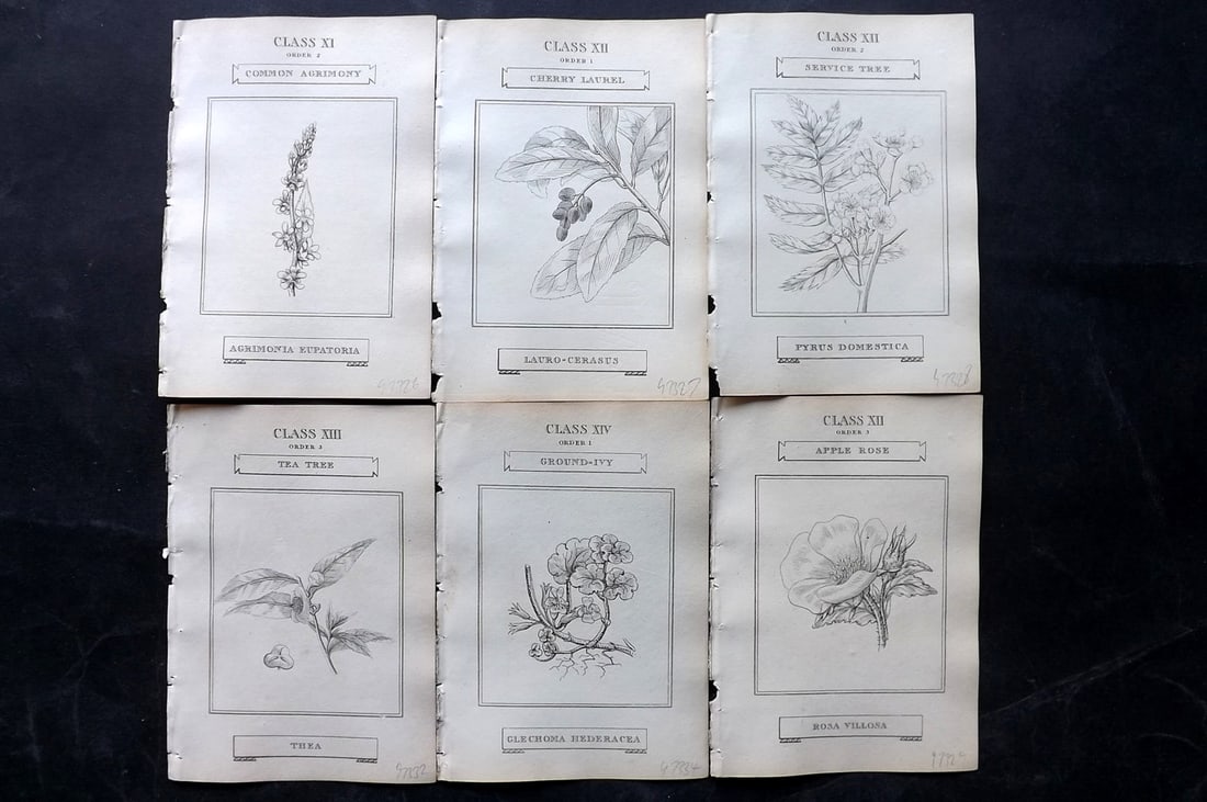 Duppa, Richard 1809 Lot of 6 Antique Botanical Prints (1 of 2)