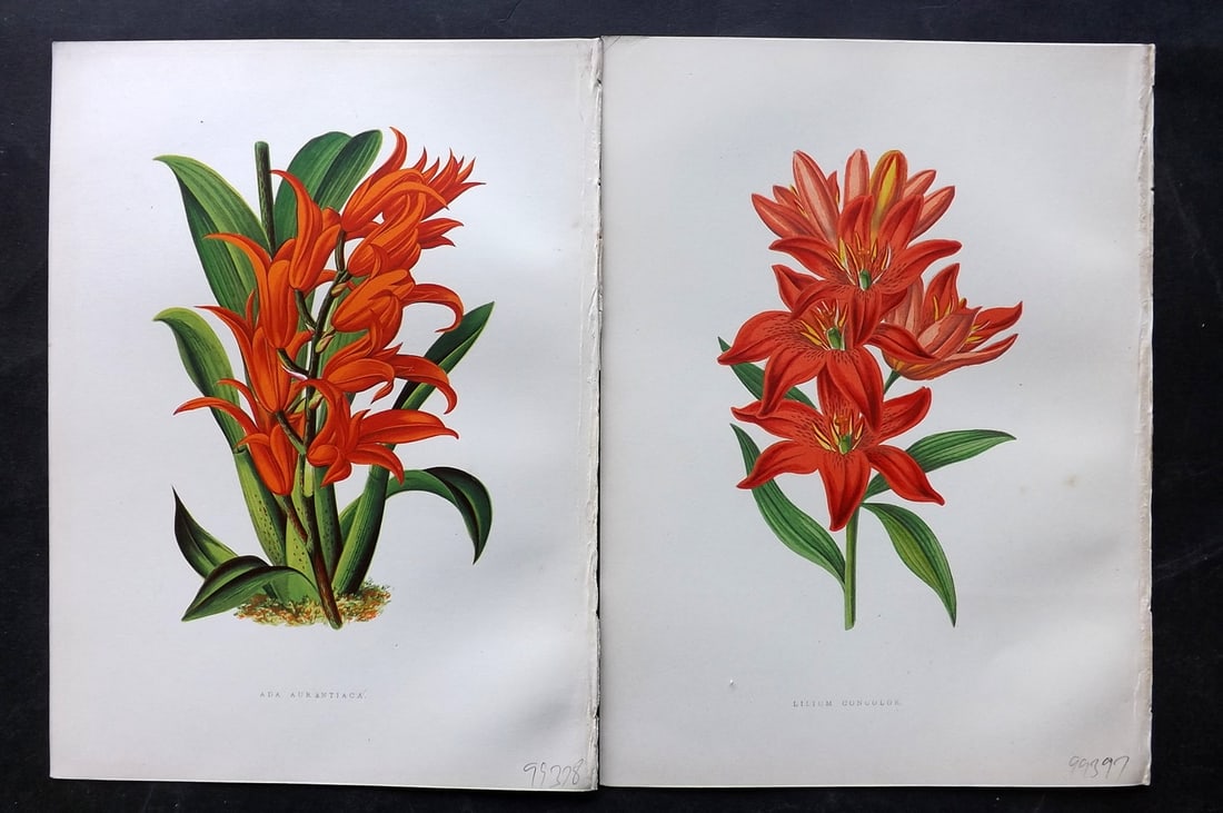Hibberd, Shirley 1866 Pair of Antique Botanical Prints: Color Printed Woodblocks (Some with additional hand color) Published 1866, London for "Greenhouse Favourites?" by Shirley Hibberd. Paper Size: 9.5 x 7 inch (24 x 18cm) Occasional background tone spots