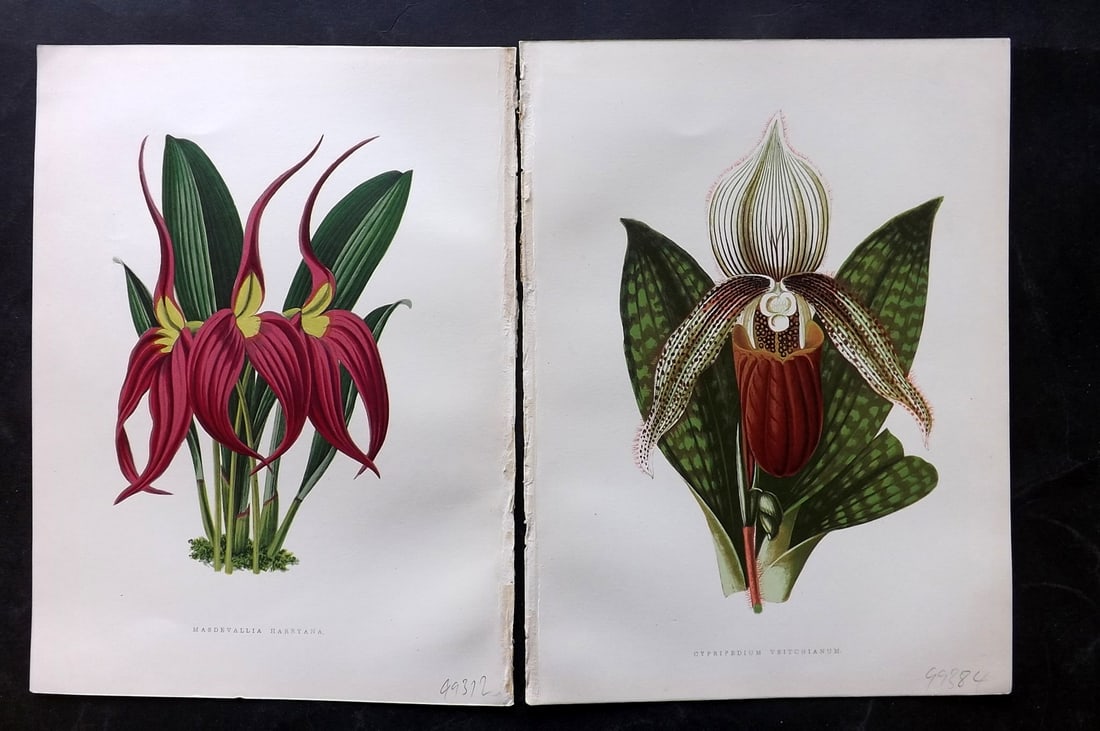 Hibberd, Shirley 1866 Pair of Antique Botanical Prints. Orchids: Color Printed Woodblocks (Some with additional hand color) Published 1866, London for "Greenhouse Favourites?" by Shirley Hibberd. Paper Size: 9.5 x 7 inch (24 x 18cm) Occasional background tone spots