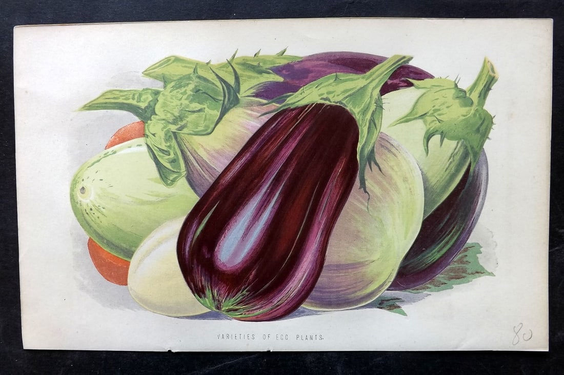 Hibberd, Shirley 1874 Antique Fruit Print. Egg Plant Aubergine (1 of 1)