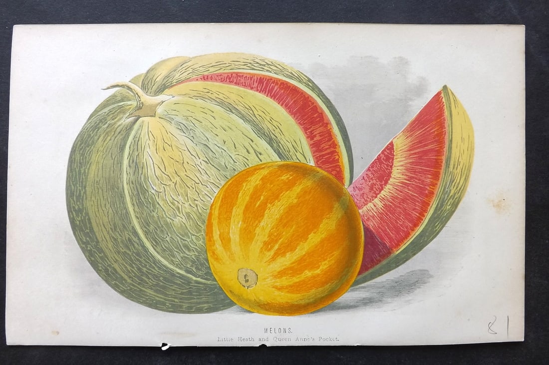 Hibberd, Shirley 1874 Antique Fruit Print. Melons: Colour Printed Woodblocks Published 1858-80, London for "The Floral World" by Shirley Hibberd. Some plates with additional hand colour. Paper Size: 8 x 5 inch (21 x 13cm) Good Condition