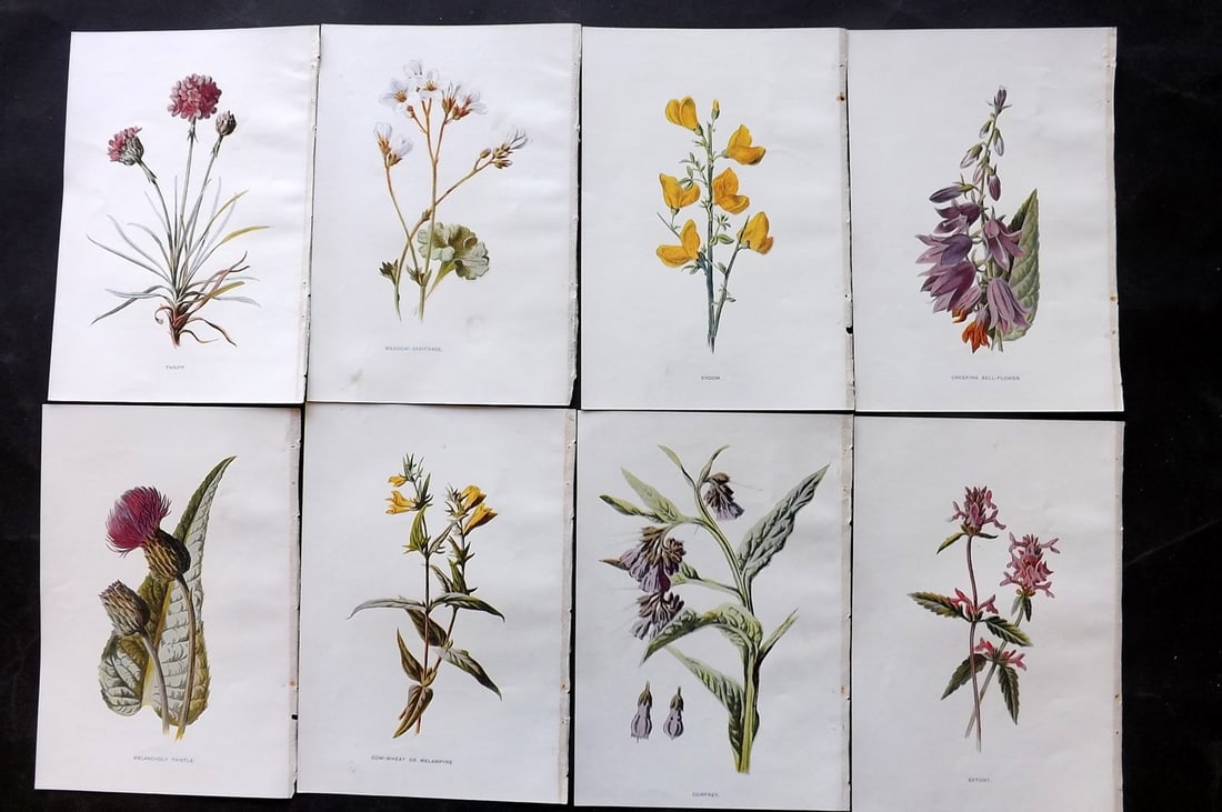 Hulme, Edward C1900 Lot of 8 Botanical Prints. Wild Flowers: Offset Lithographs Published C1900, London for "Familiar Wild Flowers" by F. Edward Hulme & Shirley Hibberd. Paper Size: 7.5 x 5 inch (19 x 13cm) Good Condition