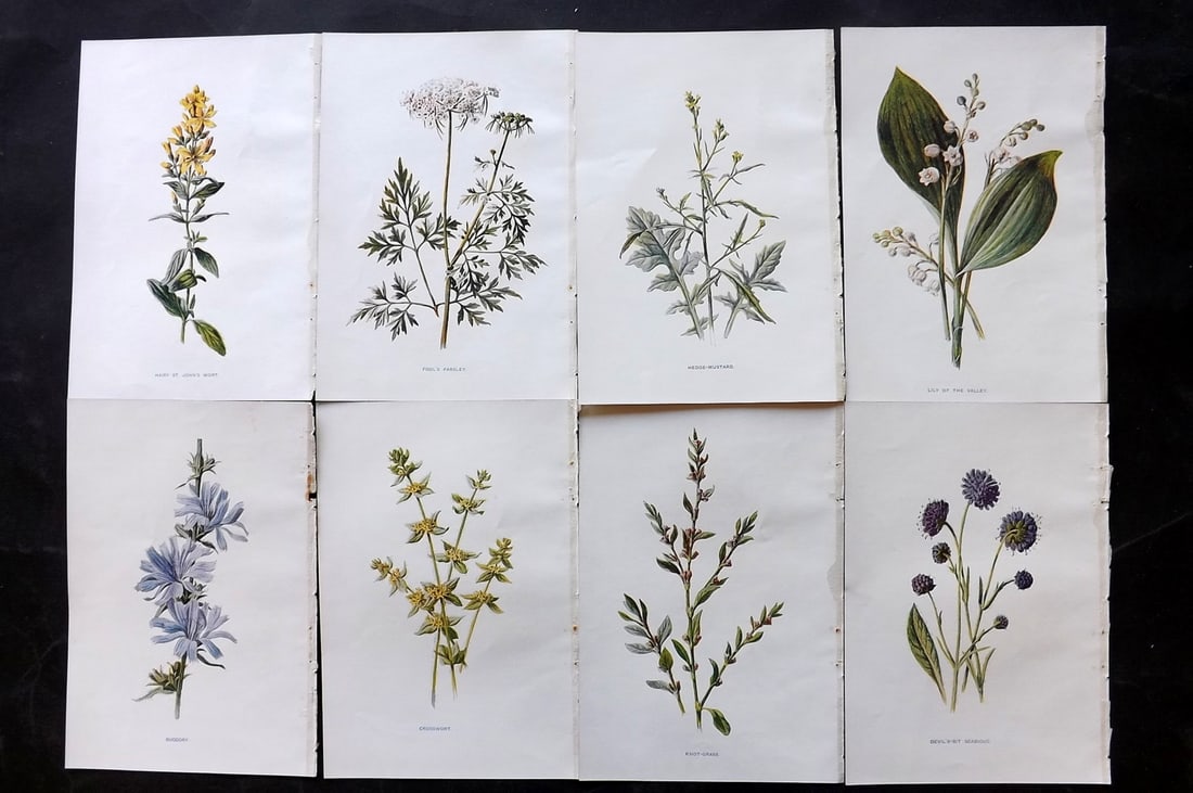 Hulme, Edward C1900 Lot of 8 Botanical Prints. Wild Flowers: Offset Lithographs Published C1900, London for "Familiar Wild Flowers" by F. Edward Hulme & Shirley Hibberd. Paper Size: 7.5 x 5 inch (19 x 13cm) Good Condition