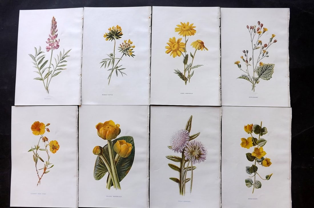 Hulme, Edward C1900 Lot of 8 Botanical Prints. Wild Flowers: Offset Lithographs Published C1900, London for "Familiar Wild Flowers" by F. Edward Hulme & Shirley Hibberd. Paper Size: 7.5 x 5 inch (19 x 13cm) Good Condition