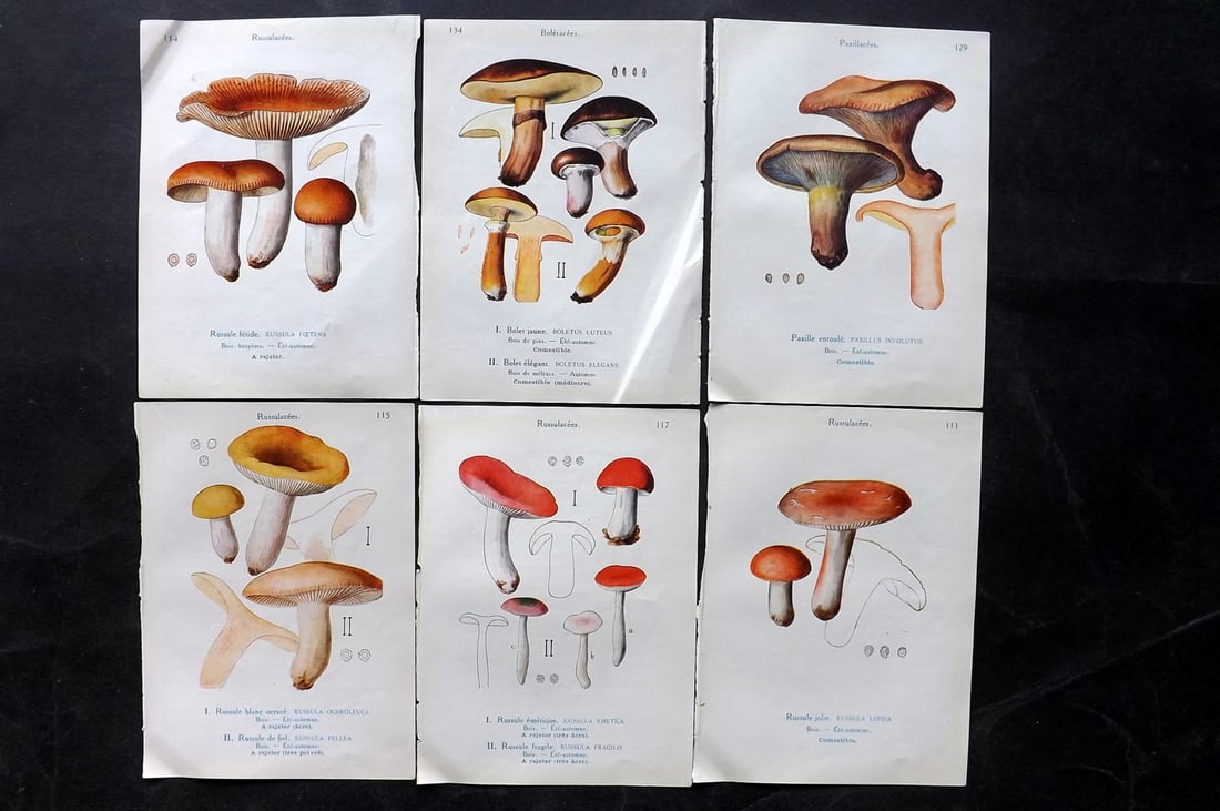 Maublanc, Andre 1926 Lot of 6 Vintage Mushroom Prints (1 of 2)