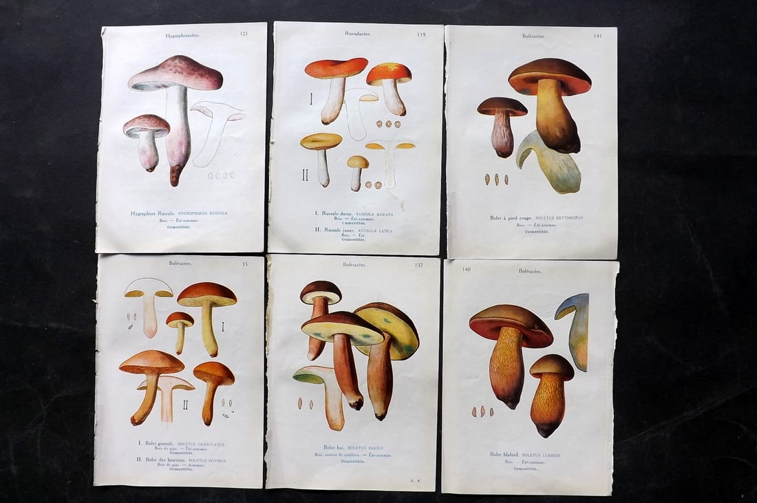 Maublanc, Andre 1926 Lot of 6 Vintage Mushroom Prints (1 of 2)