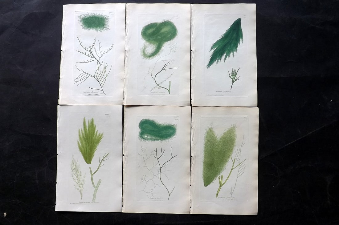 Sowerby, James 1846 Lot of 6 Hand Col Algae Prints: Hand Colored Etchings only Published London, 1832-46 for "English Botany; or, Coloured Figures of British Plants?" Second Edition by James Sowerby and Edward Smith. Paper Size: 8.5 x 5.5 inch (22 x 14