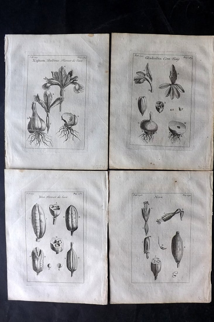Tournefort,  Joseph Pitton de 1730 Lot of 4 Botanical Prints (1 of 2)