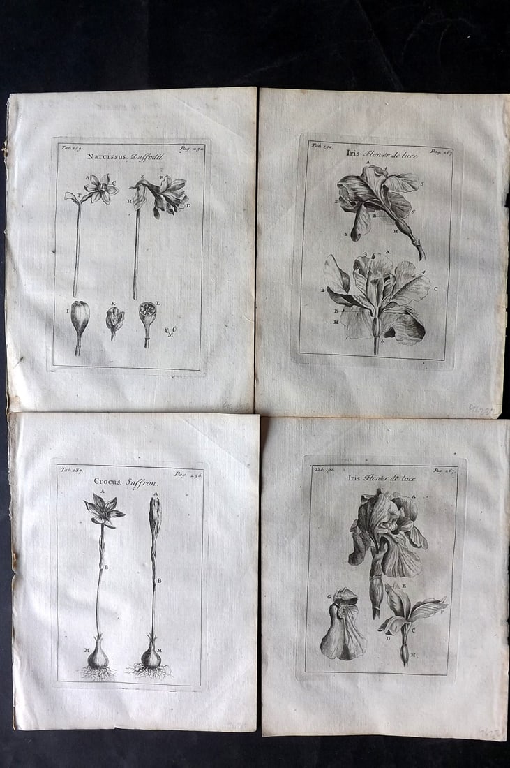 Tournefort,  Joseph Pitton de 1730 Lot of 4 Botanical Prints (1 of 2)