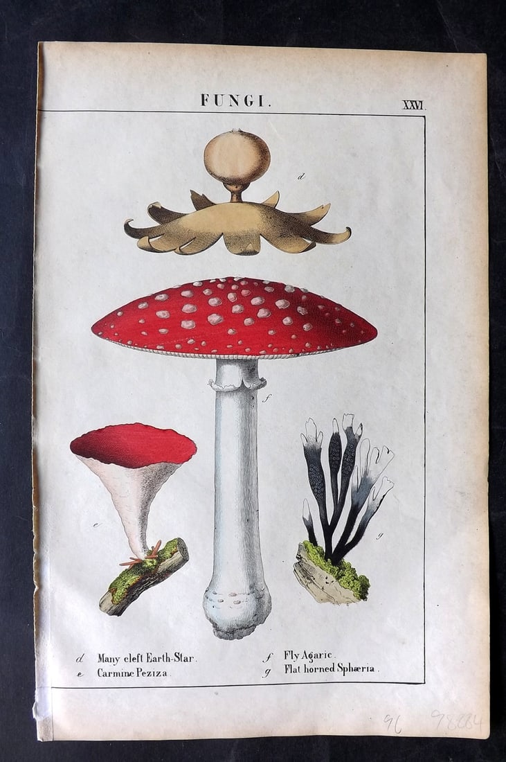 Yonge, Charlotte 1863 Folio Hand Col Botanical Print. Fly Agaric Mushroom etc: Hand Coloured Lithographs Published 1863, London for "The Instructive Picture Book. Or Lessons from the Vegetable World" by Charlotte Mary Yonge. Paper Size: 12.5 x 8 inch (32 x 21cm) Trimmed from a l