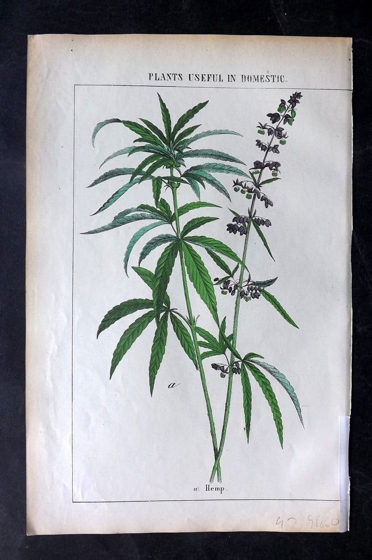 Yonge, Charlotte 1863 Folio Hand Col Botanical Print. Hemp Cannabis: Hand Coloured Lithographs Published 1863, London for "The Instructive Picture Book. Or Lessons from the Vegetable World" by Charlotte Mary Yonge. Paper Size: 12.5 x 8 inch (32 x 21cm) Trimmed from a l