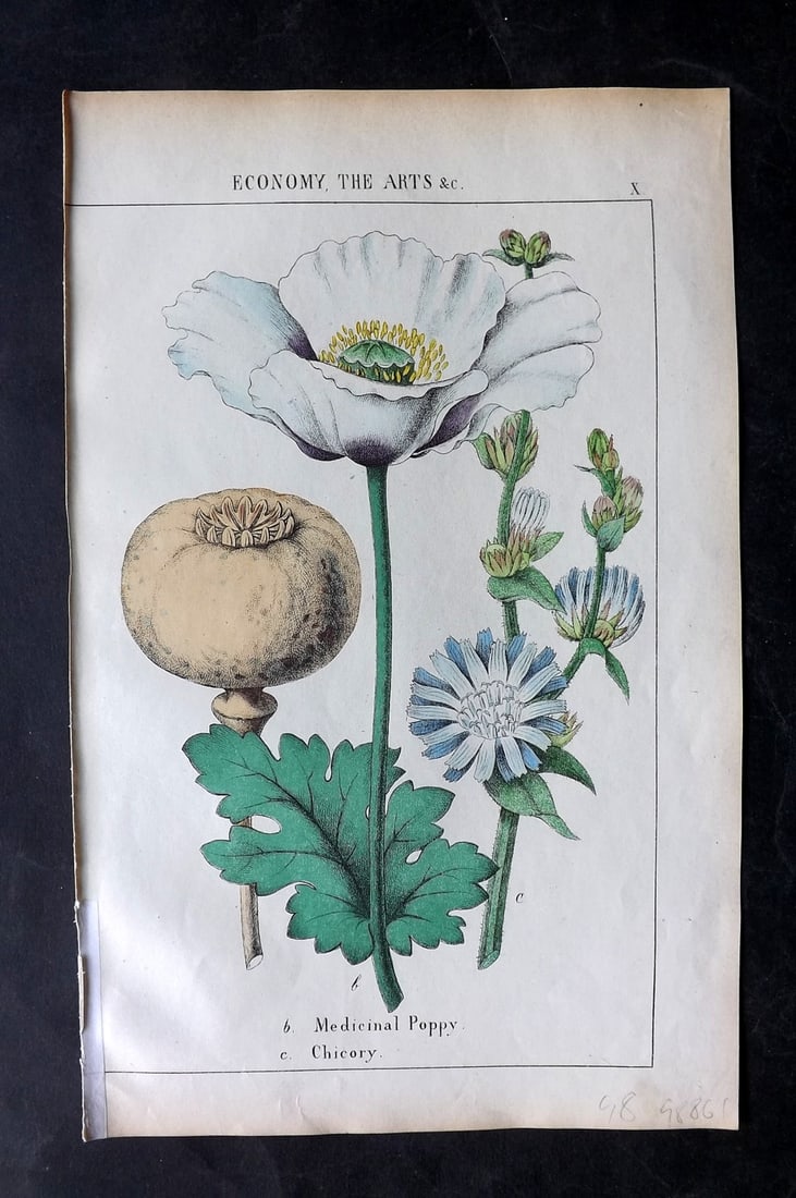 Yonge, Charlotte 1863 Folio Hand Col Botanical Print. Medicinal Poppy, Chicory: Hand Coloured Lithographs Published 1863, London for "The Instructive Picture Book. Or Lessons from the Vegetable World" by Charlotte Mary Yonge. Paper Size: 12.5 x 8 inch (32 x 21cm) Trimmed from a l