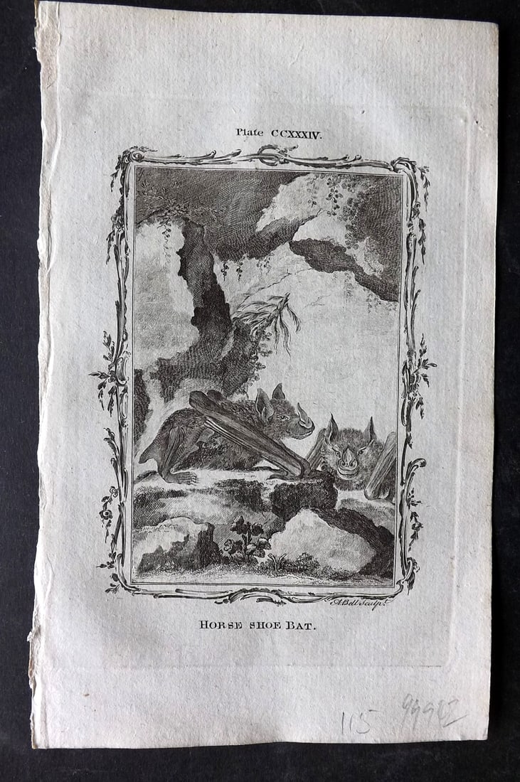 Buffon, Comte de 1785 Antique Print. Horse Shoe Bat (1 of 1)
