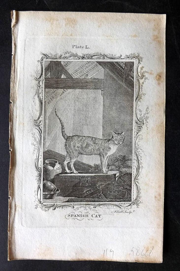 Buffon, Comte de 1785 Antique Print. Spanish Cat (1 of 1)