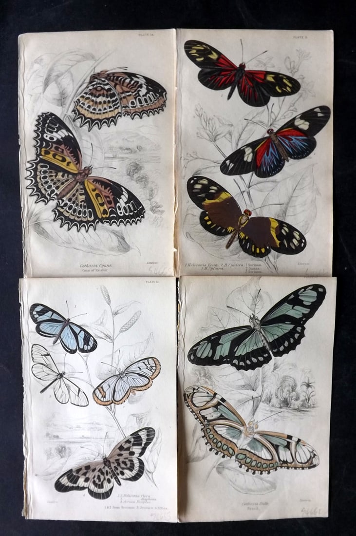 Jardine, William 1852 Lot of 4 Hand Col Prints. Exotic Butterflies (1 of 2)