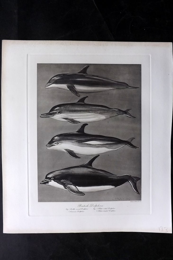 Millais, John 1904 Rare Folio Print. British Dolphins (1 of 2)