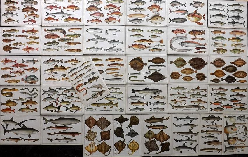 Gordon, W. J. C1900 Lot of 33 Antique Fish Prints: Chromolithographs Published C1900, London for the "Our Country's" Series by W. J. Gordon. Paper Size: 7.5 x 5 inch (19 x 13cm) Good Condition