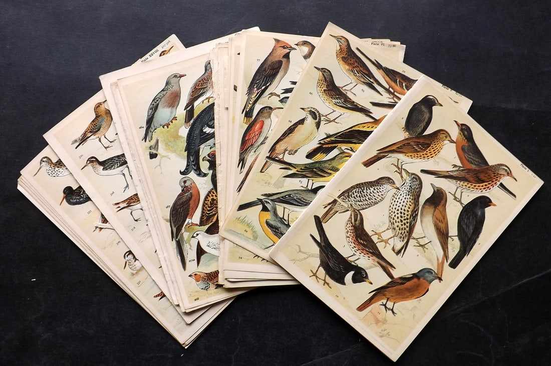 Gordon, W. J. C1900 Lot of 28 Antique Bird Prints: Chromolithographs Published C1900, London for the "Our Country's" Series by W. J. Gordon. Paper Size: 7.5 x 5 inch (19 x 13cm) Good Condition