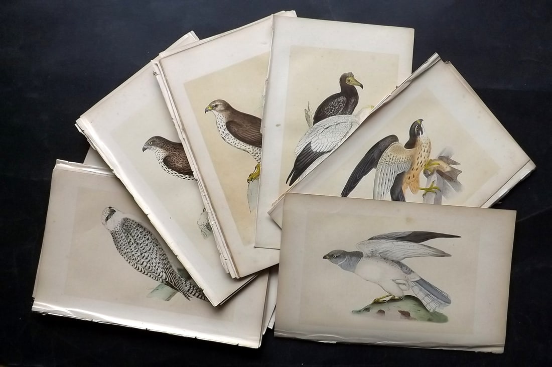 Morris, Francis 1851 Lot of 22 Hand Col Birds of Prey Prints. 1st Ed (1 of 5)