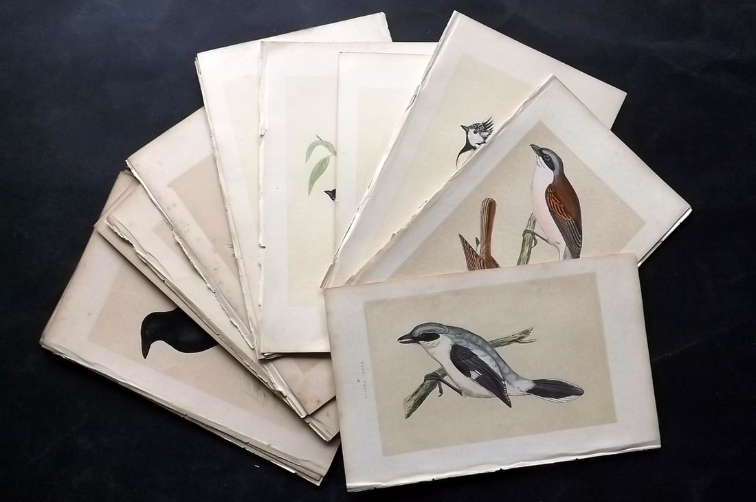 Morris, Francis 1851 Lot of 26 Hand Col Bird Prints. 1st Ed. (1 of 5)